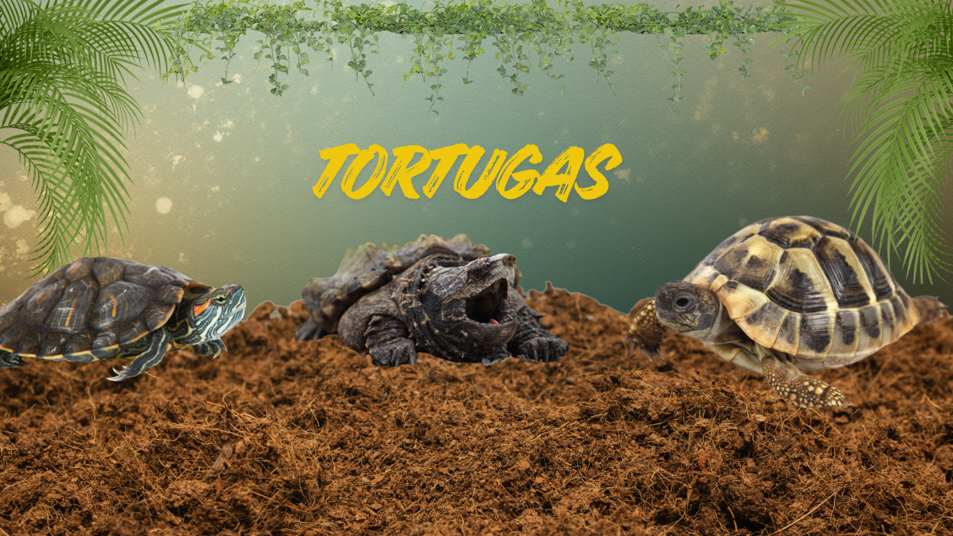 Tienda certificada SAG (800 x 1200 px) (400 x 800 px) (400 x 800 px) (Sitio web) (1)