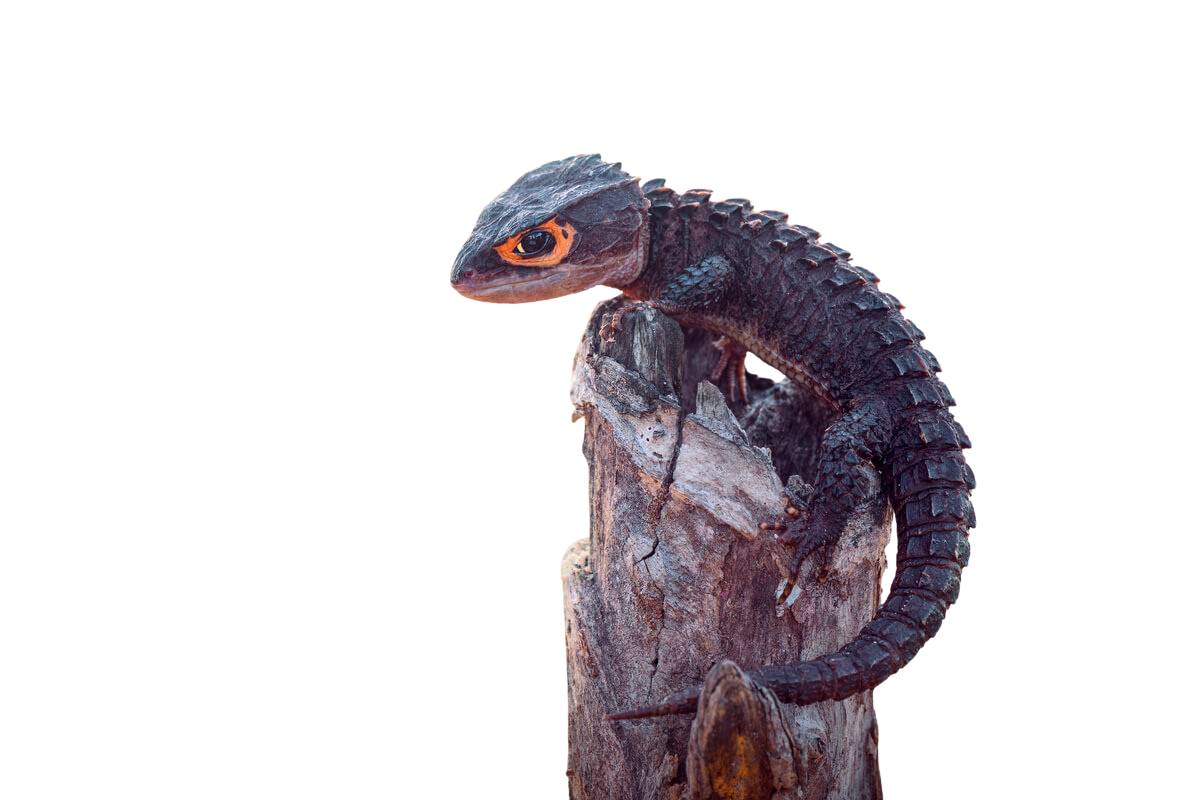 tribolonotus-gracilis-tronco - Editado