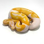 Piton bola Pied Albino hembra