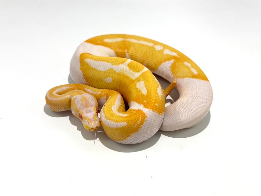 pied albino